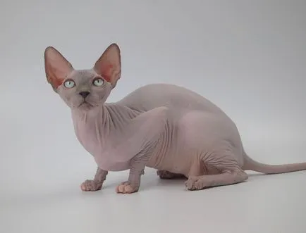Като котка навеси
