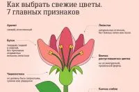 Какво може да се постави на гроба Какво може да се постави на гроба