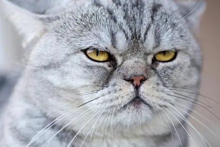 Тя мисли, че котката