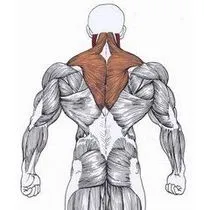 Muscle как да го построи Muscle как да го построи