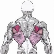 Muscle как да го построи Muscle как да го построи