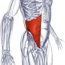 Muscle как да го построи Muscle как да го построи