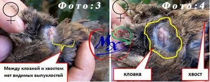 Как да се разграничи пъдпъдък