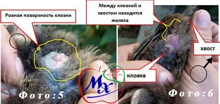 Как да се разграничи пъдпъдък