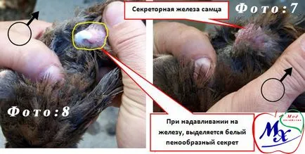 Как да се разграничи пъдпъдък