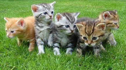 Как да се различи пола на котенца Как да се различи пола на котенца