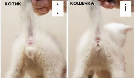 Как да се различи пола на котенца Как да се различи пола на котенца