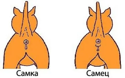 Как да се различи пола на котенца