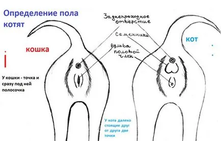 Как да се различи пола на котенца Как да се различи пола на котенца