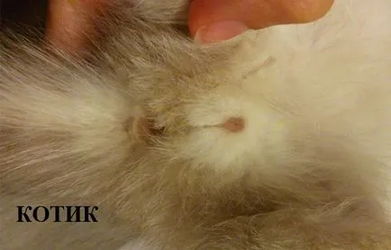 Как да се различи пола на котенца Как да се различи пола на котенца