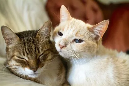 Как да се различи пола на котенца Как да се различи пола на котенца