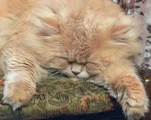 Как да се различи пола на котенца