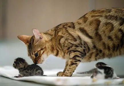 Как да се различи пола на котенца Как да се различи пола на котенца