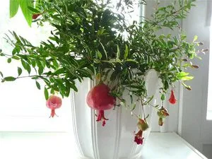 Гранати като растение