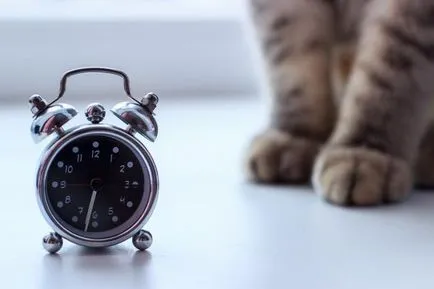Котките обичат да се хранят котките