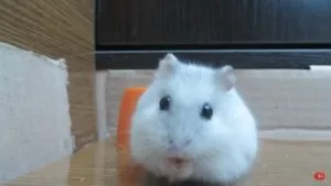 Както хамстери раждат