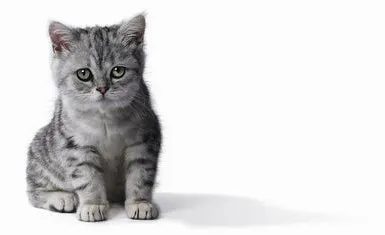 Как да се различи пола на котенца
