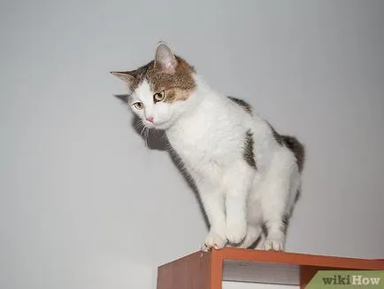 А котката не може да скочи