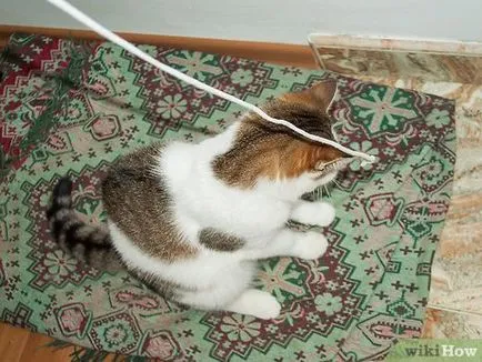 А котката не може да скочи