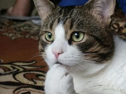 Тя мисли, че котката