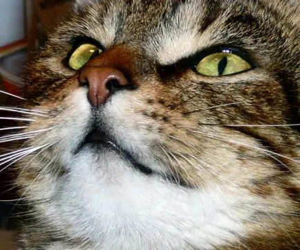 Как да се хранят котка
