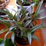 Грижи у дома Codiaeum