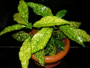 Грижи у дома Codiaeum