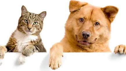 Снимки за любовта котки Снимки за любовта котки