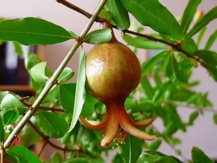 Гранати като растение