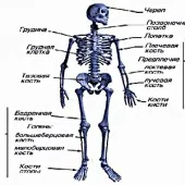 лечение polyosteoarthrosis