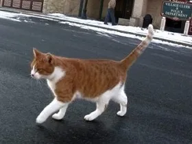 Cat Фреди Шарън