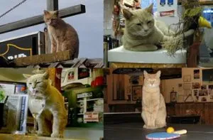 Cat Фреди Шарън