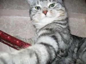 Cat Фреди Шарън