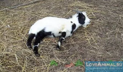 Както попадащи кози