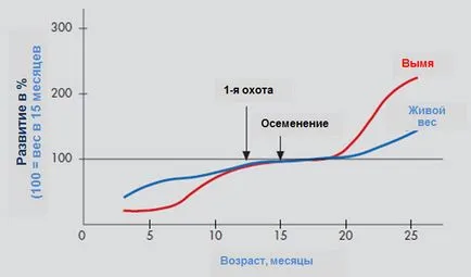 Диета за хранене на телета Диета за хранене на телета