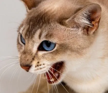 Как да се хранят котка