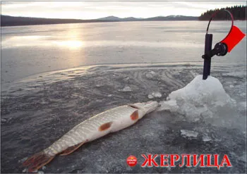 Как да се изравнят по zakidushku Как да се изравнят по zakidushku