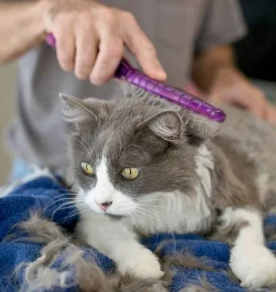 Като котка навеси