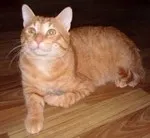 Cat Фреди Шарън