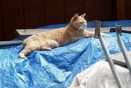 Cat Фреди Шарън