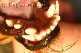 Пародонтоза при кучетата