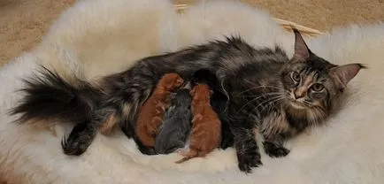 Как да се хранят котка