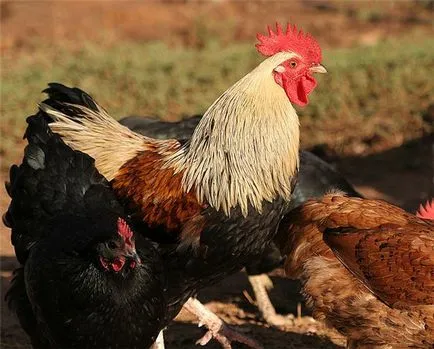 зар пиле