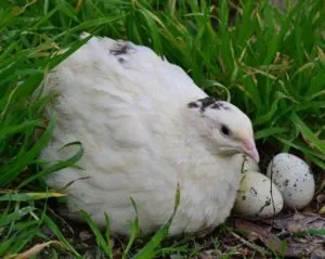 Как да се разграничи пъдпъдък Как да се разграничи пъдпъдък