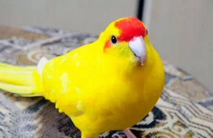 Какво може да папагал Какво може да папагал