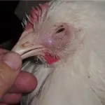 пилешки кихане