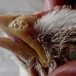 пилешки кихане