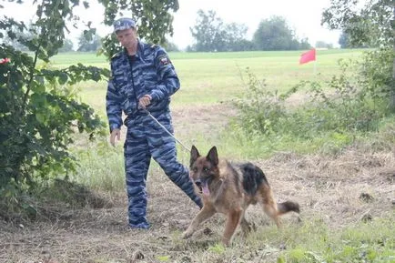 зар пиле