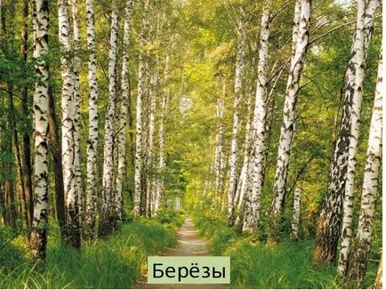 Представяне на какво гората