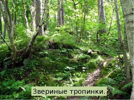 Представяне на какво гората